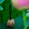 咲けなかった花