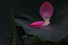 散蓮華