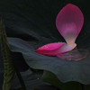 散蓮華