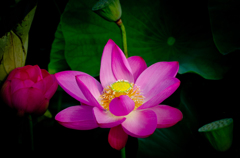 花の一生