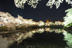 夜桜デビュー