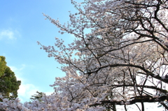 桜々
