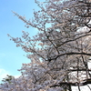 桜々