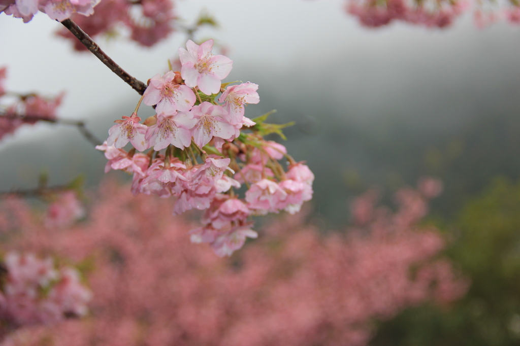 河津桜