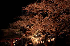 夜桜