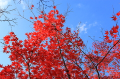 空ともみじ