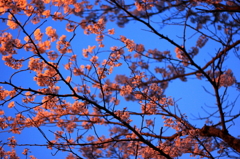 空と桜