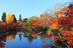 紅葉群