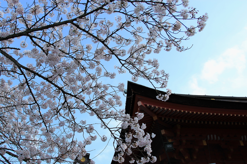 浅間大社と桜