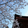 浅間大社と桜