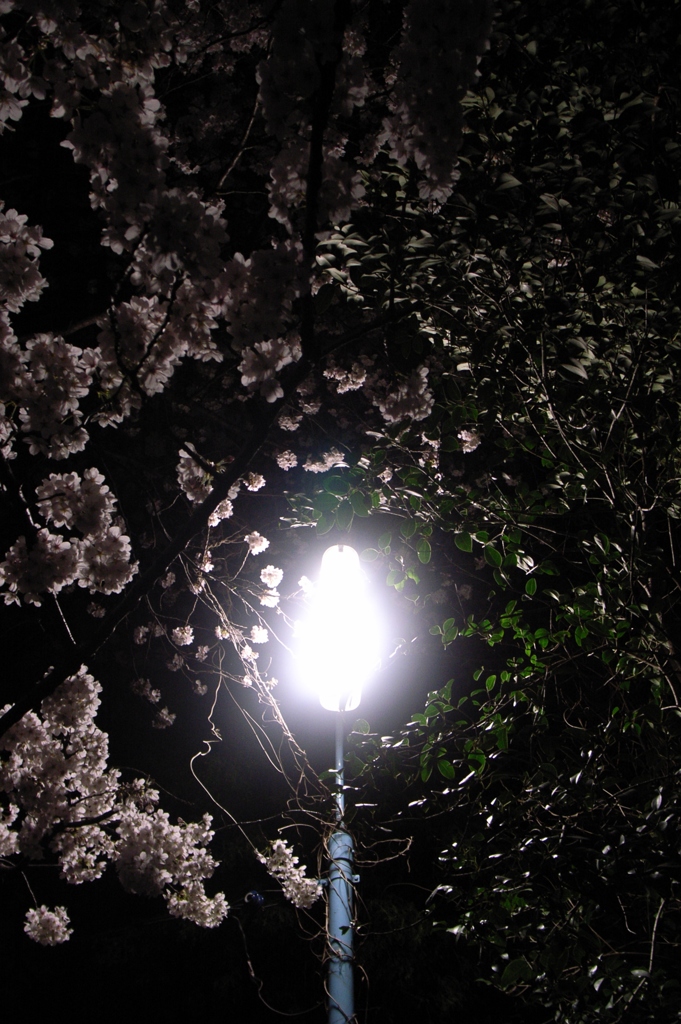 hikari