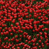 blossom　red