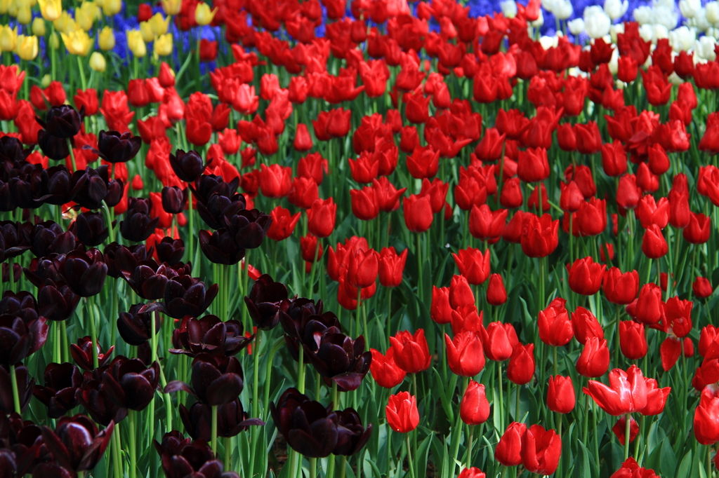 blossom　black