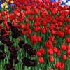 blossom　black