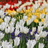 blossom　white