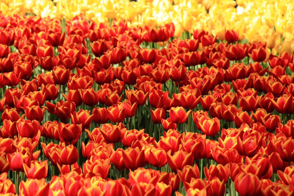 blossom　orange