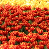 blossom　orange