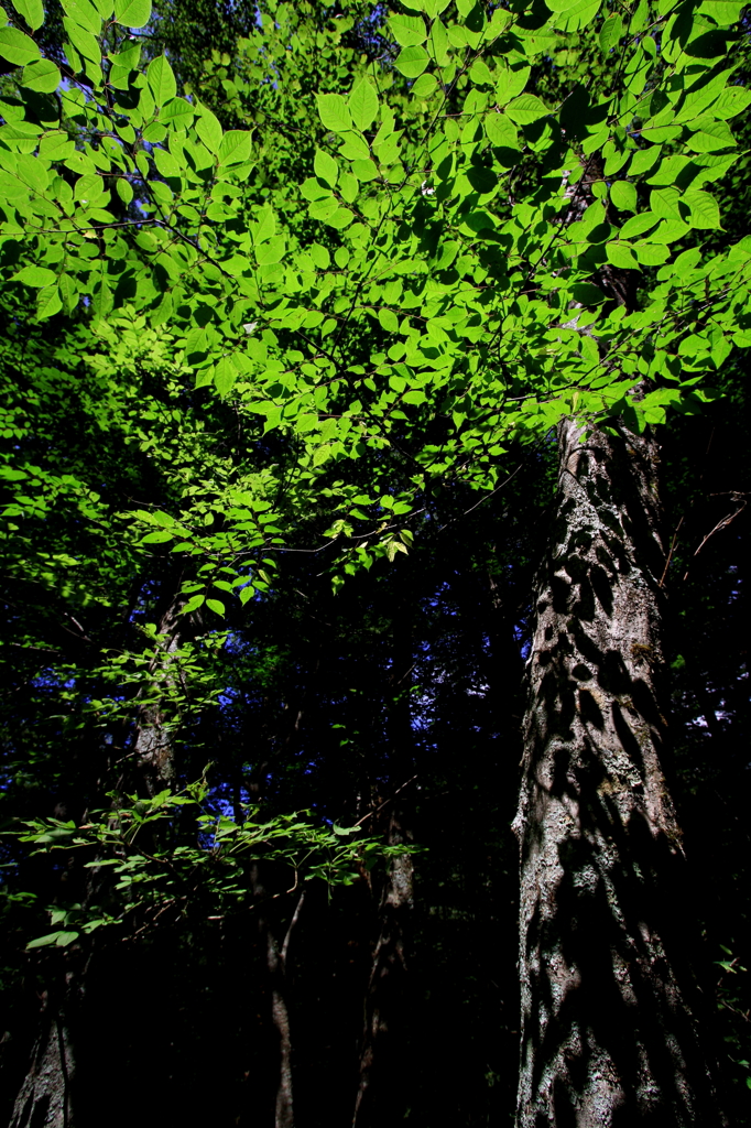 green shower