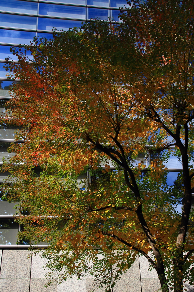 街の紅葉