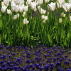 blossom　violet