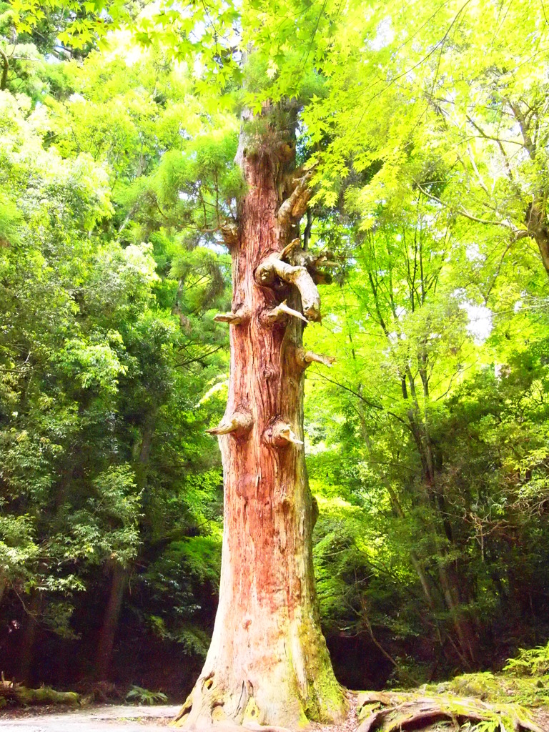 木になる存在