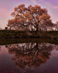 浅井の一本桜