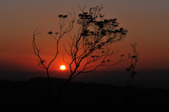 黒木の夕陽