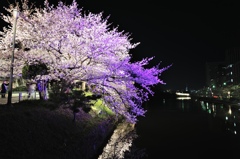 夜桜