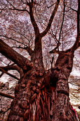 浅井の一本桜