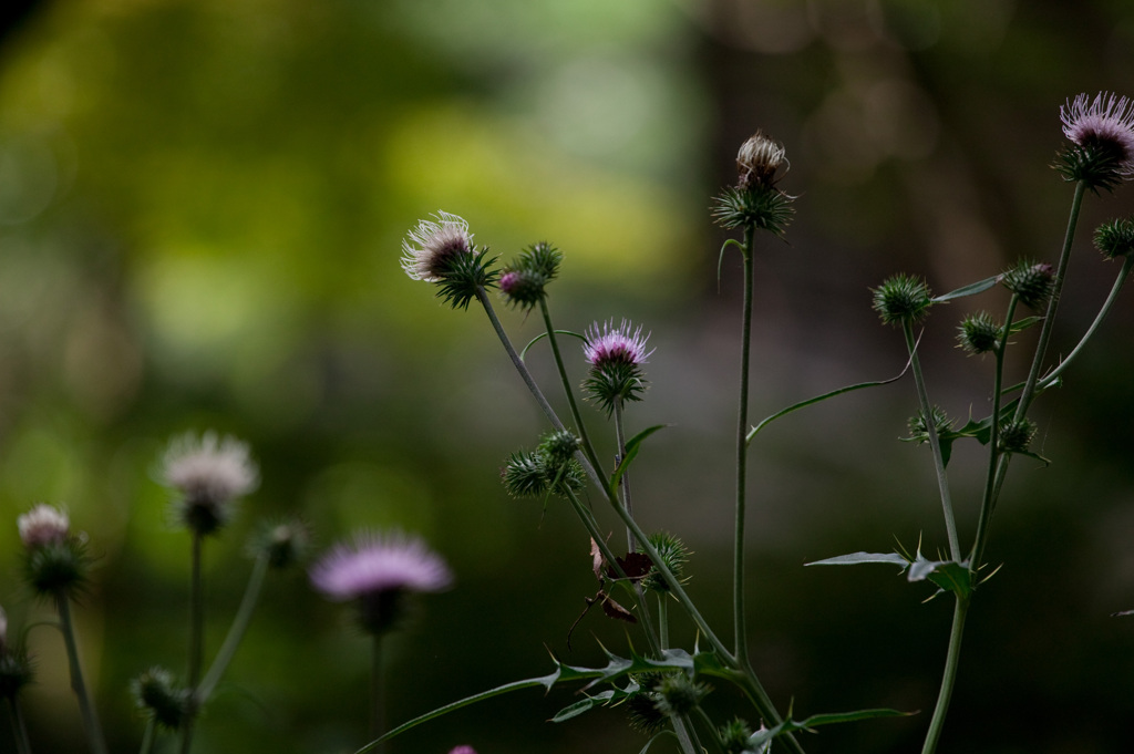 苔寺　光