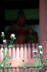 苔寺　空気