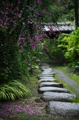 鎌倉の秋　萩の花が