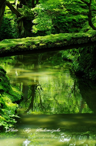 静寂な…緑の世界へ…
