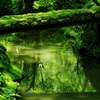 静寂な…緑の世界へ…