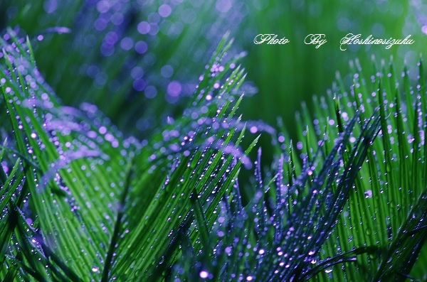 久々の…雨に…