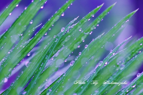 降り注ぐ…雨の中で…