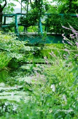モネの庭～マルモッタン～　水の庭