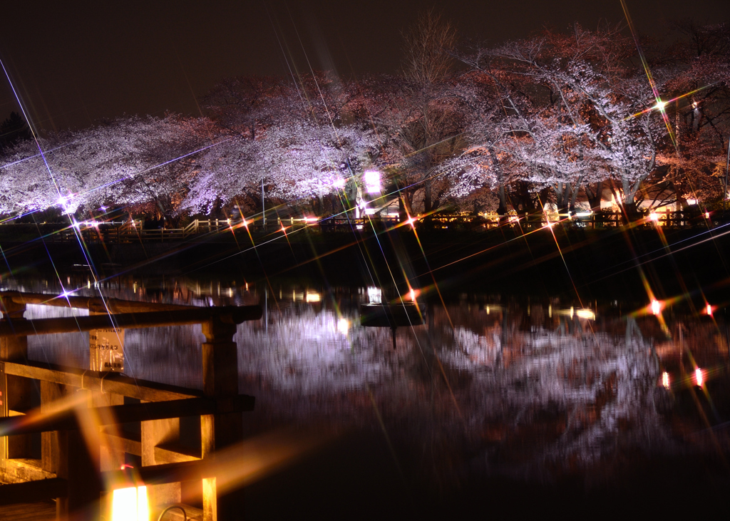 輝く夜に咲く桜