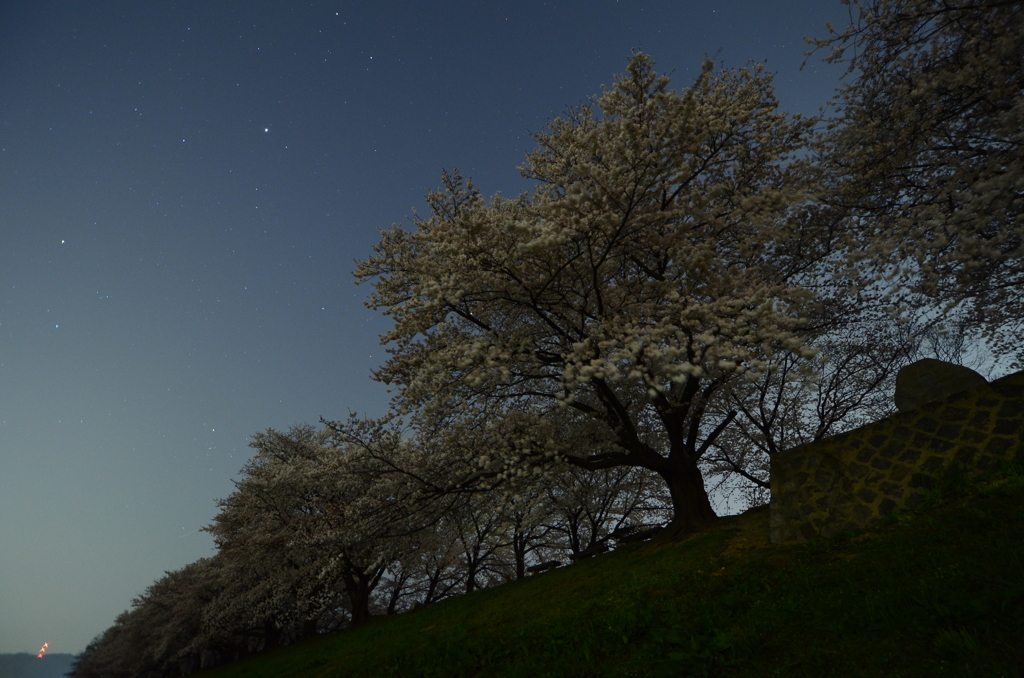 背割の夜