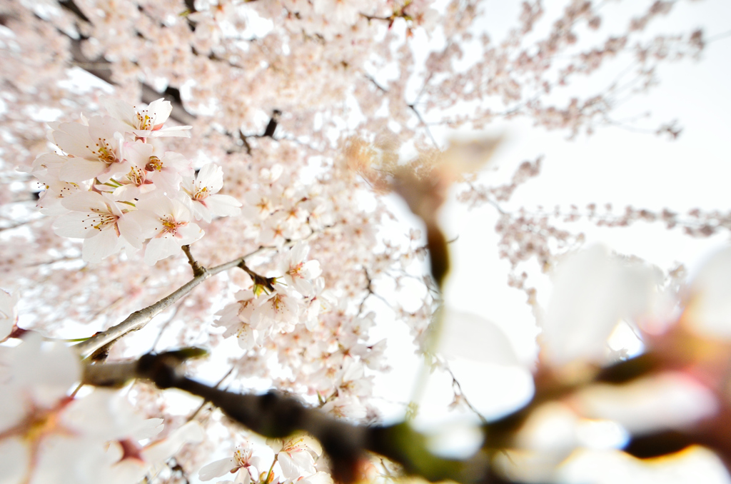 明照桜