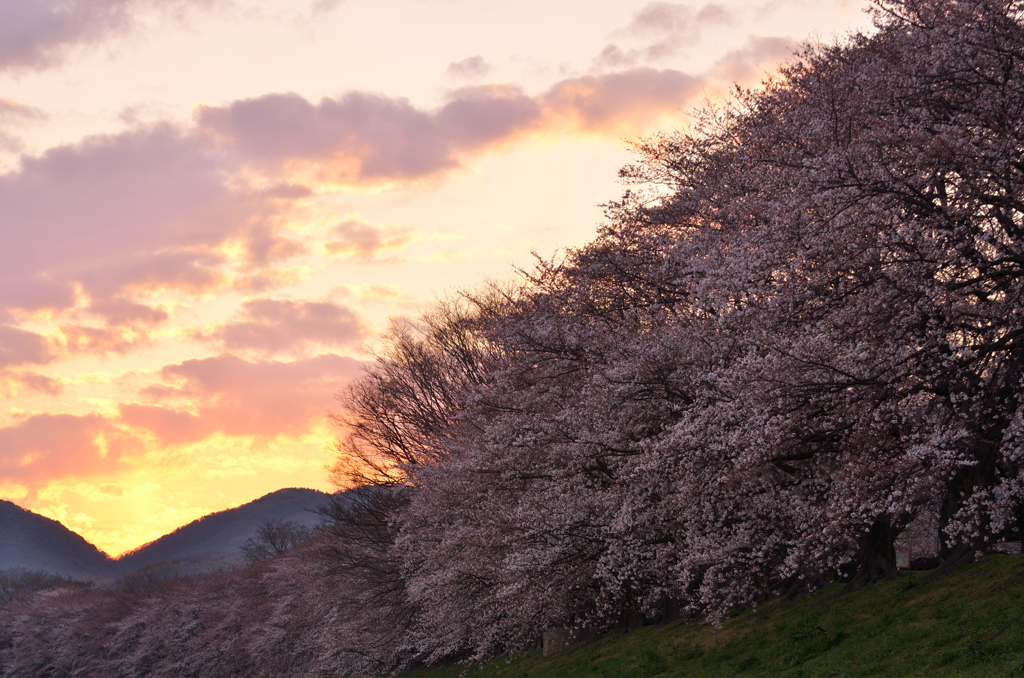 SAKURA