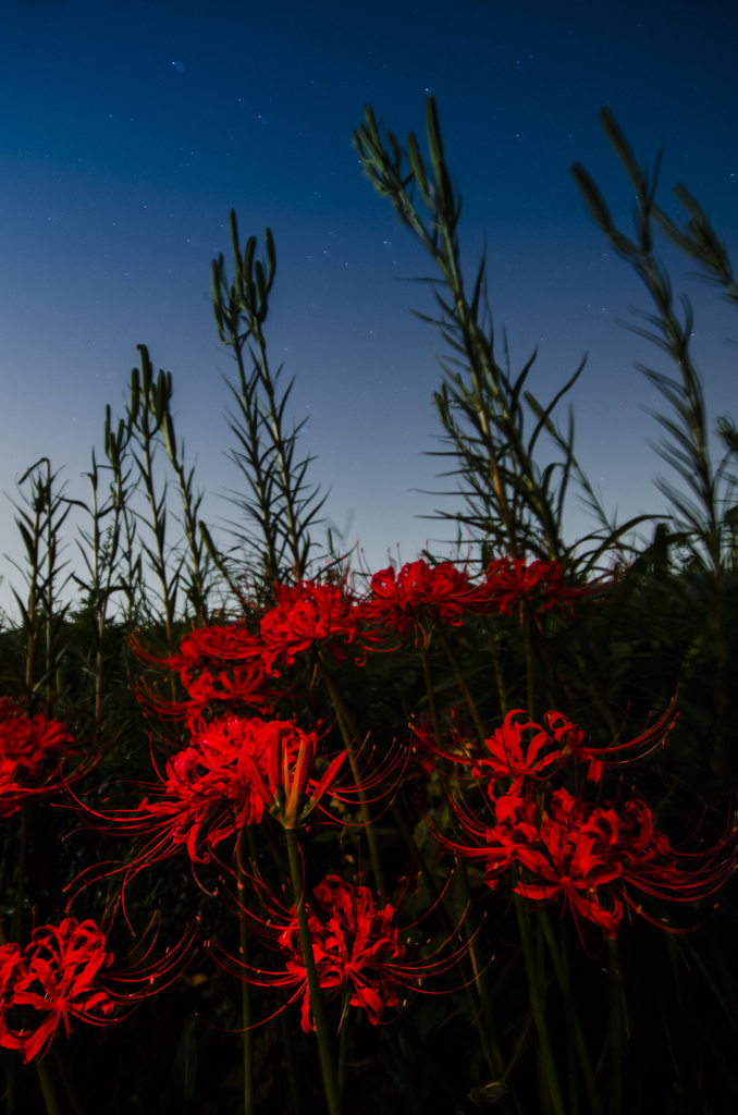 天上の花