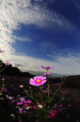 _DSC7411_copy