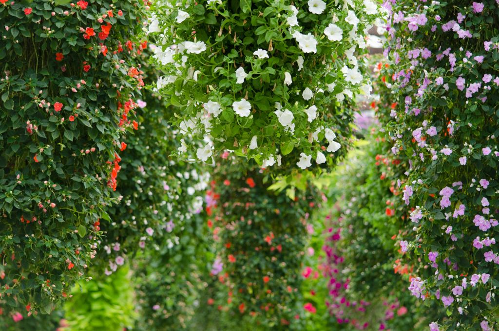 Hanging Flowers