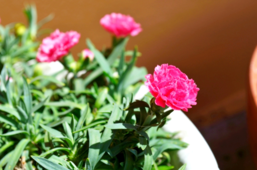 Carnation