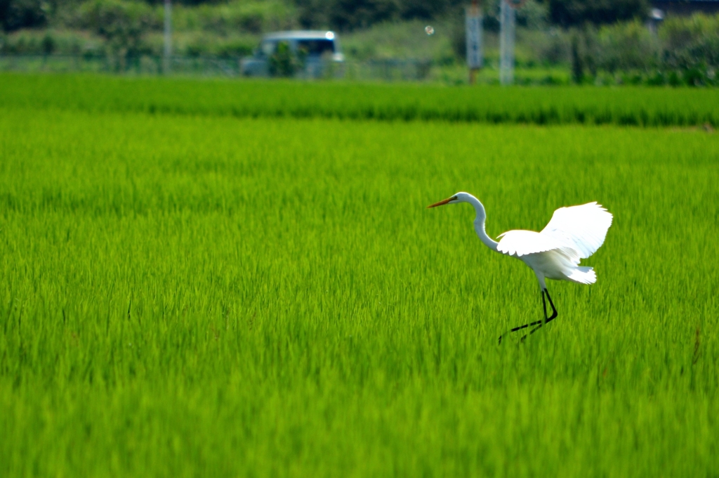 Dancing Egret