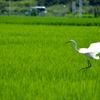 Dancing Egret