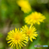 たんぽぽ