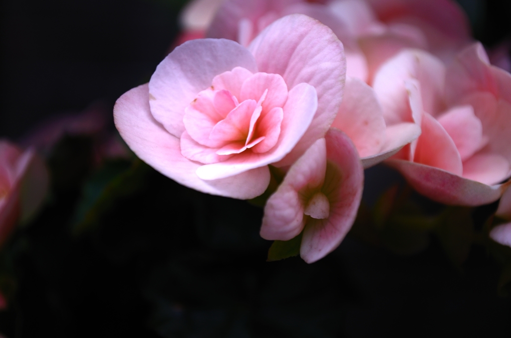 Begonia