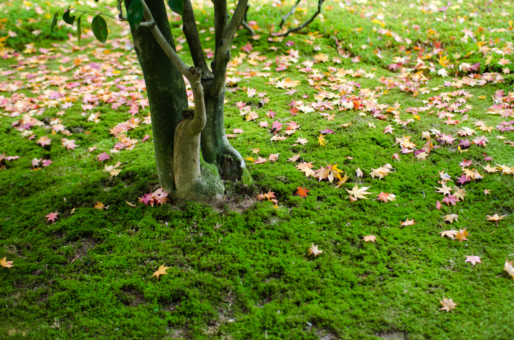 銀閣寺　植木と苔